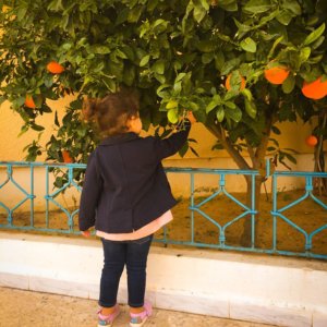 Back of baby Amboora by orange trees